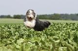 BEARDED COLLIE 043